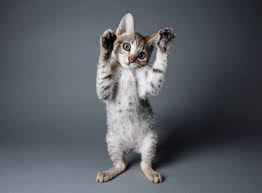 kitty